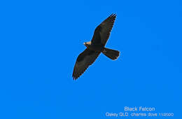 Image of Black Falcon