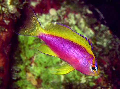 Pseudanthias ventralis (Randall 1979) resmi