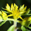 صورة <i>Sedum selskianum</i> Regel & Maak