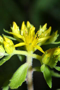 Image of <i>Sedum selskianum</i> Regel & Maak