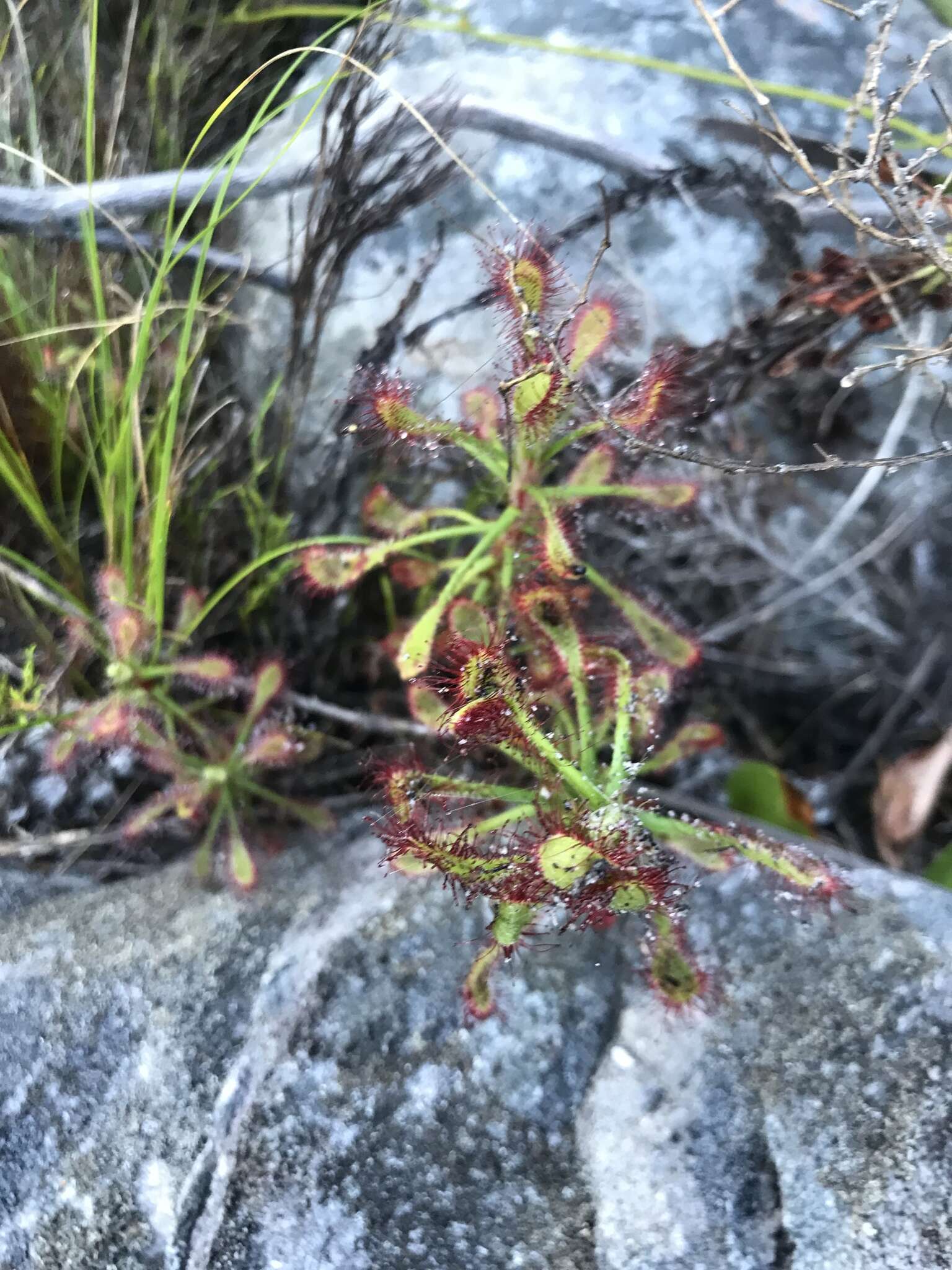 Imagem de Drosera glabripes (Harv. ex Planch.) Stein