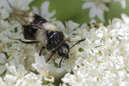 Image of Abia fasciata (Linnaeus 1758)