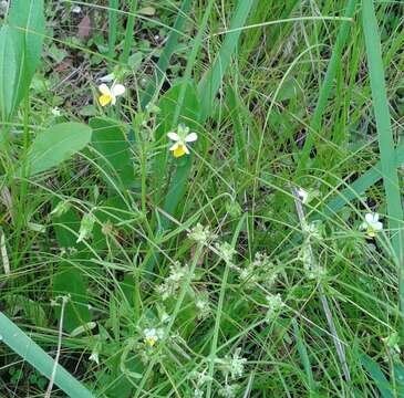 Image of Viola tricolor subsp. matutina (Klokov) Valentine