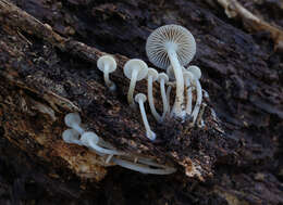 Image of Mycena semivestipes (Peck) A. H. Sm. 1947