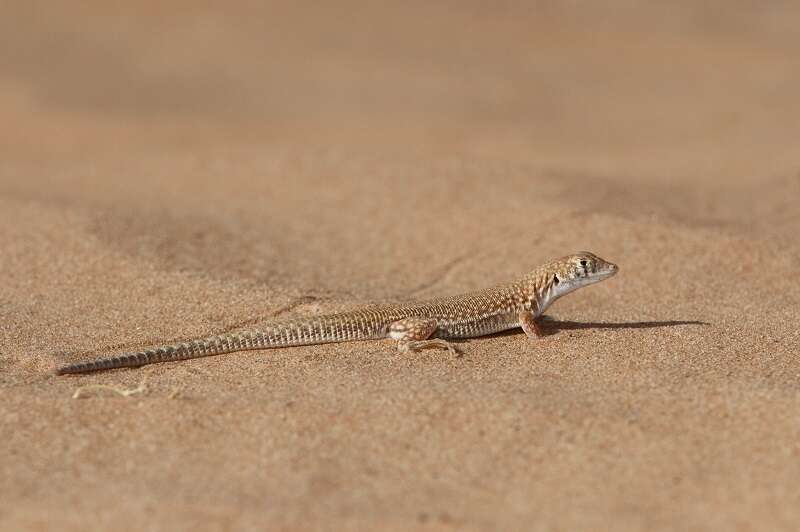 Image of Schmidt's Fringe-toed Lizard