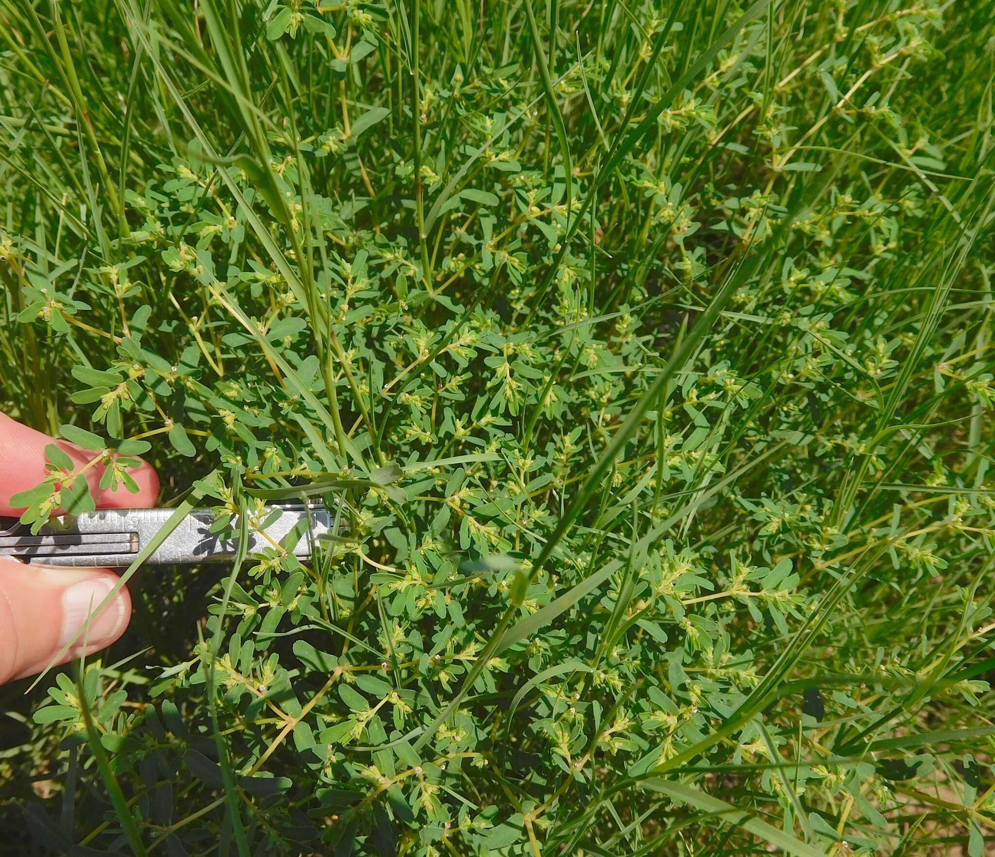 Image of ribseed sandmat