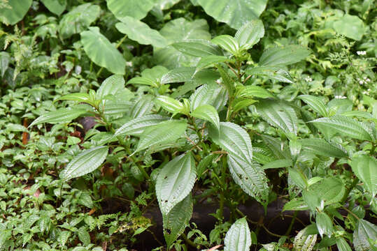 Image of Pilea melastomoides (Poir.) Wedd.