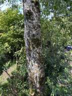 Imagem de Alnus formosana (Burkill) Makino