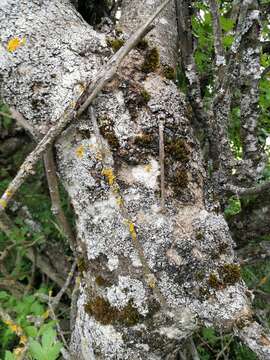 Слика од Pyrus communis subsp. caucasica (Fed.) Browicz