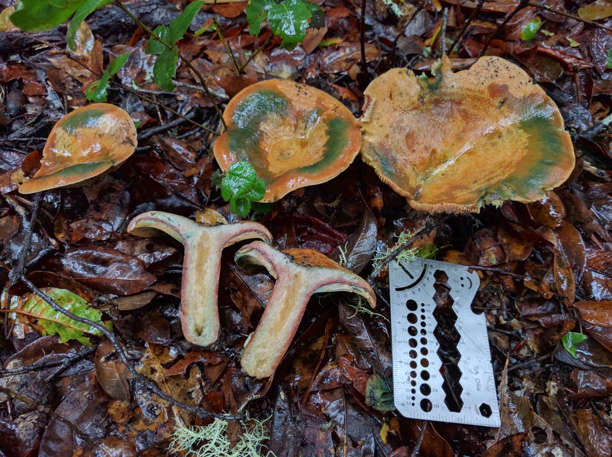 Image of Lactarius rubrilacteus Hesler & A. H. Sm. 1979