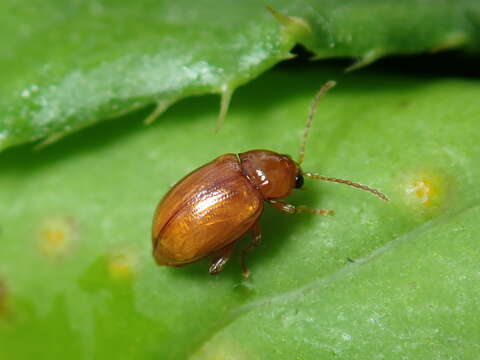 Imagem de Neocrepidodera ferruginea (Scopoli 1763)