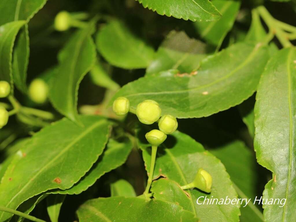 Image of Euonymus carnosus Hemsl.