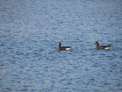 Image of Eurasian White-fronted Goose