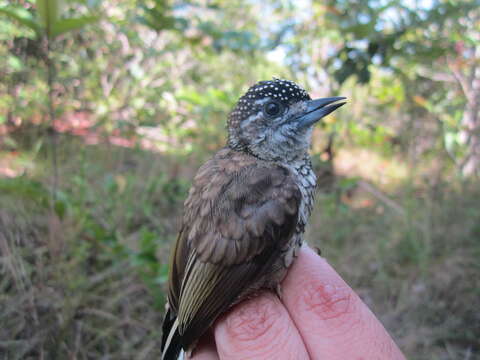 Image of Scaled Piculet