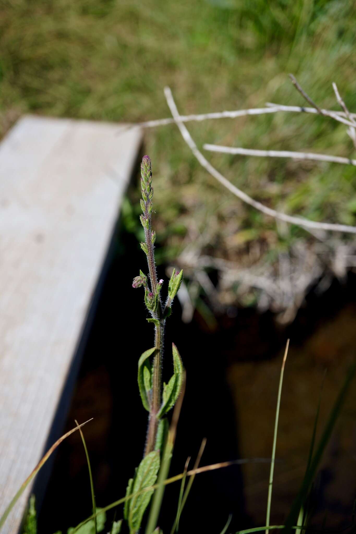 Image de Verbena californica Moldenke