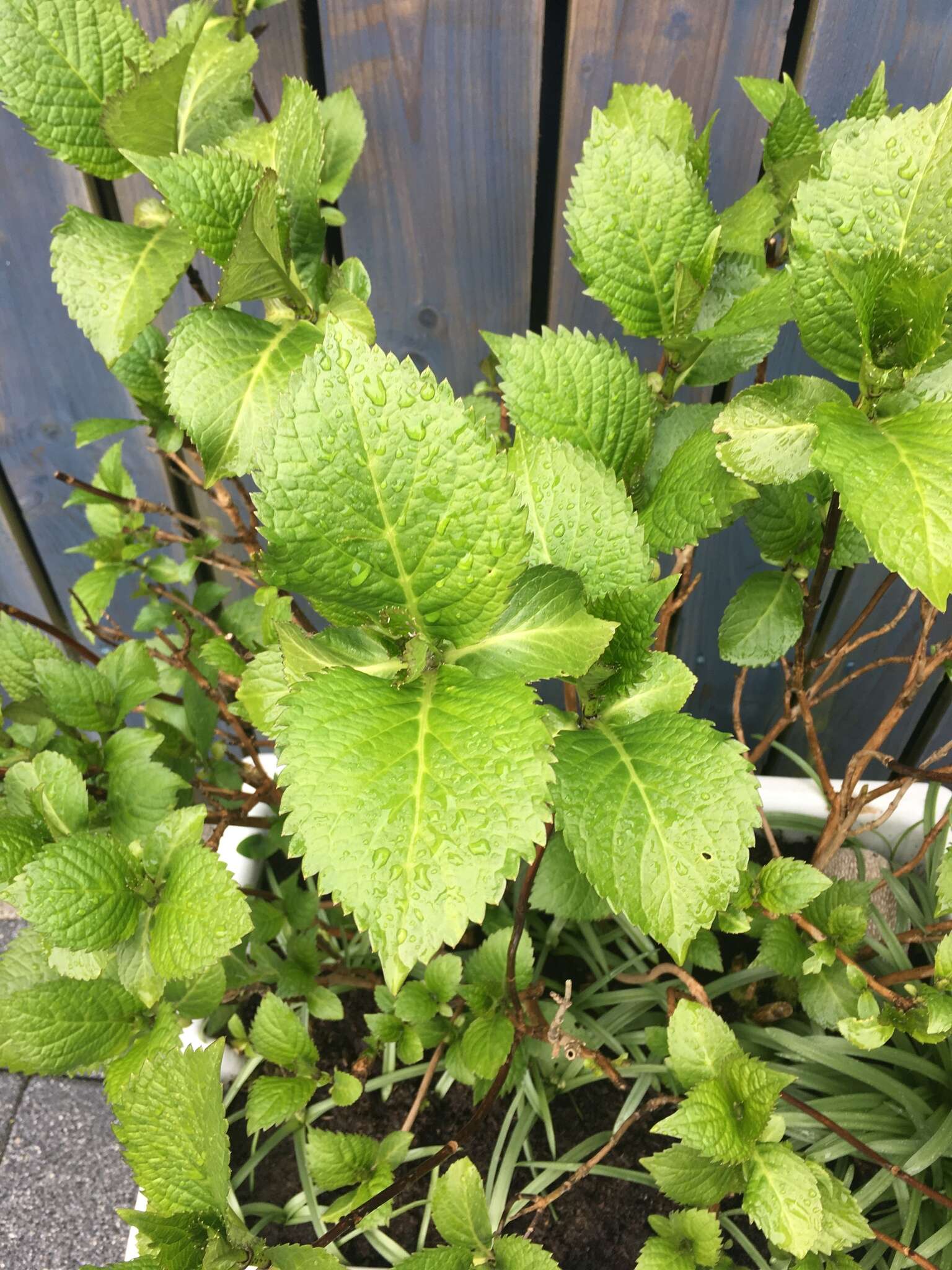 繡球花的圖片