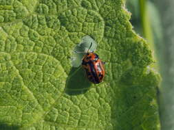 Image of Pilemostoma fastuosa (Schaller 1783)