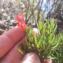 Image of Bouvardia tenuifolia Standl.