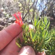 Imagem de Bouvardia tenuifolia Standl.