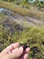 Image of Ravenel's Pipewort