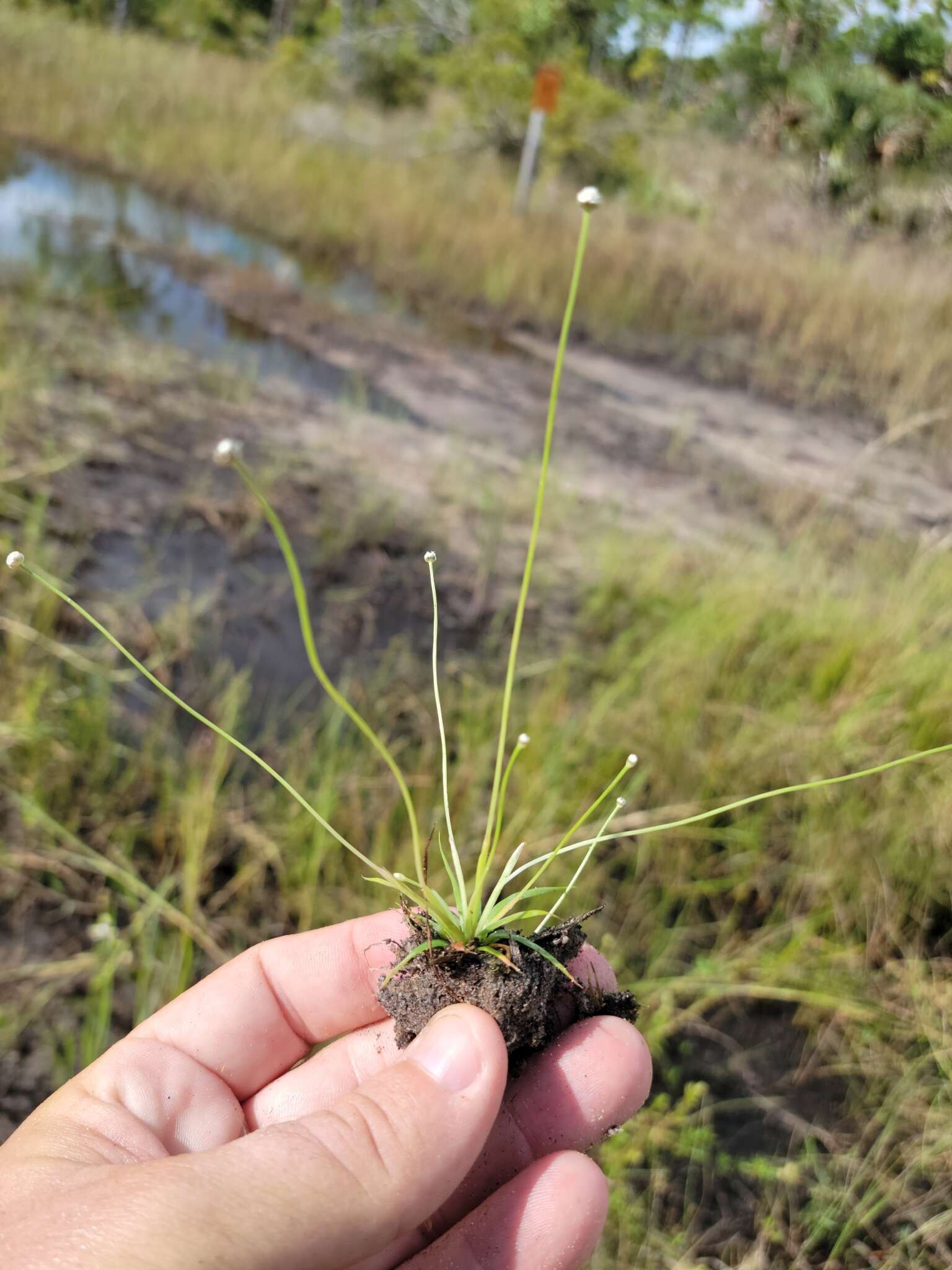 Image of Ravenel's Pipewort