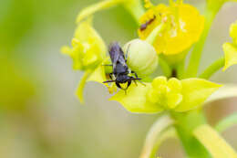 Imagem de <i>Hylaeus ater</i> (Saunders 1903)