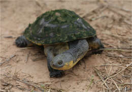 Image of Acanthochelys