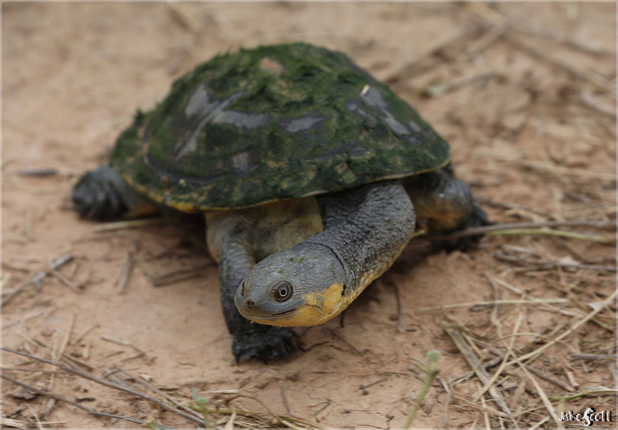 Image de Acanthochelys