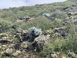 Image of Dudleya anthonyi Rose ex Britton & Rose