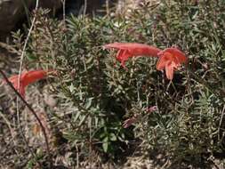 صورة Hedeoma ciliolata (Epling & W. S. Stewart) R. S. Irving