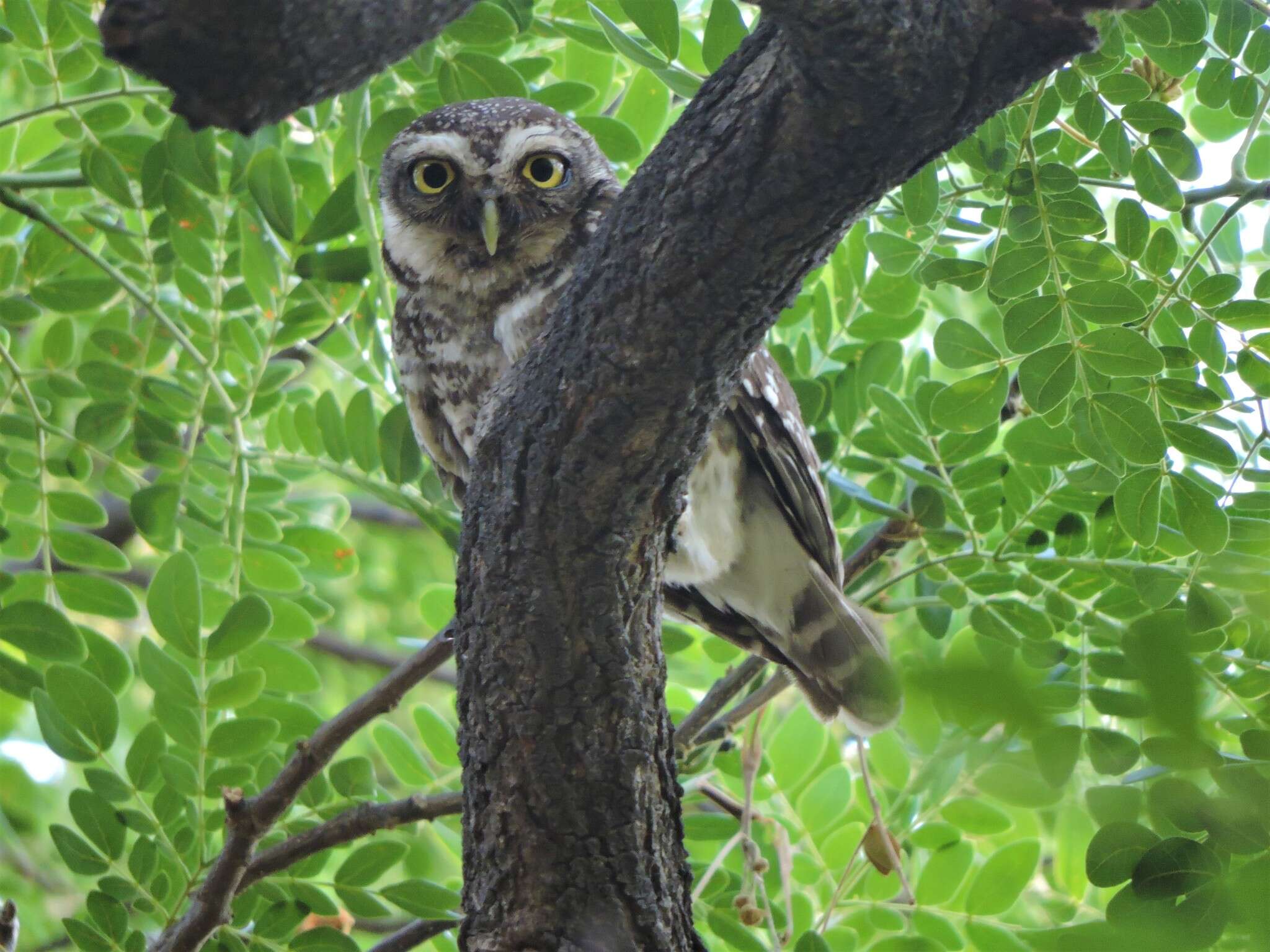 Image of Spotted Owlet