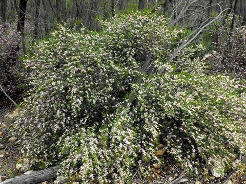 Image of Boronia splendida M. F. Duretto