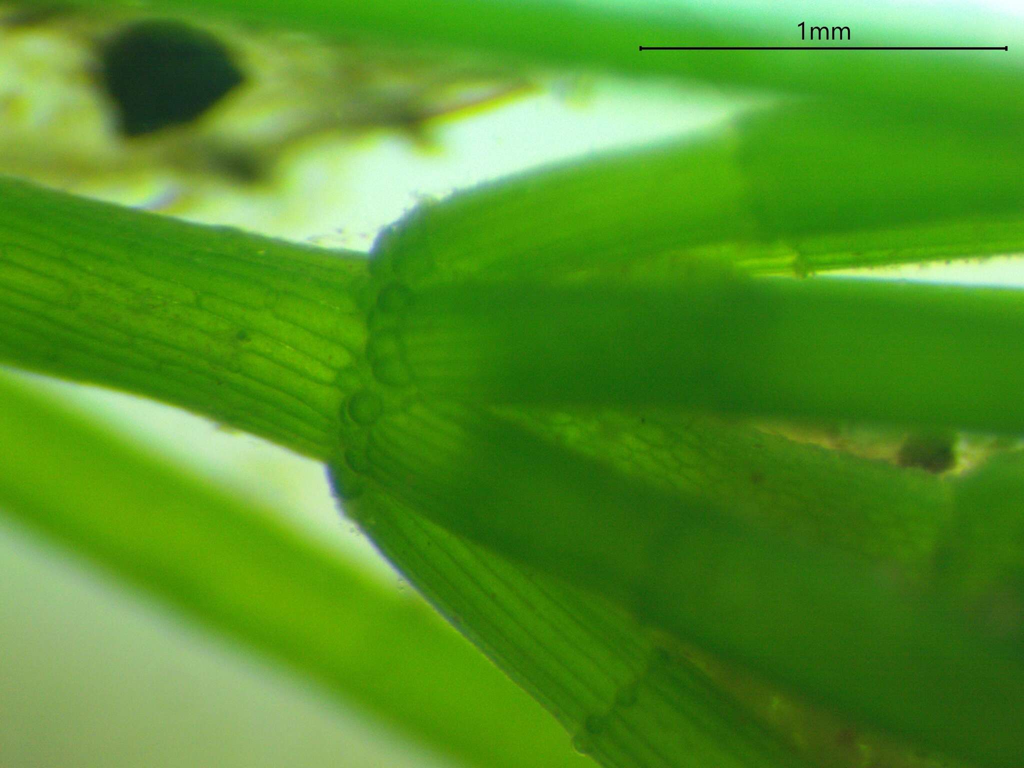 Image of Fragile Stonewort