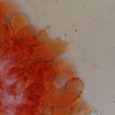 Image of Russula amoenicolor Romagn. 1962