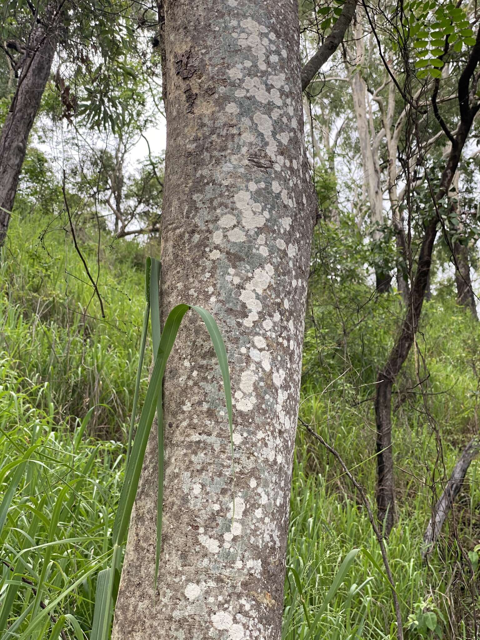 Image of tall albizia