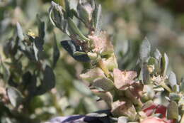 Image de Atriplex lindleyi Moq.