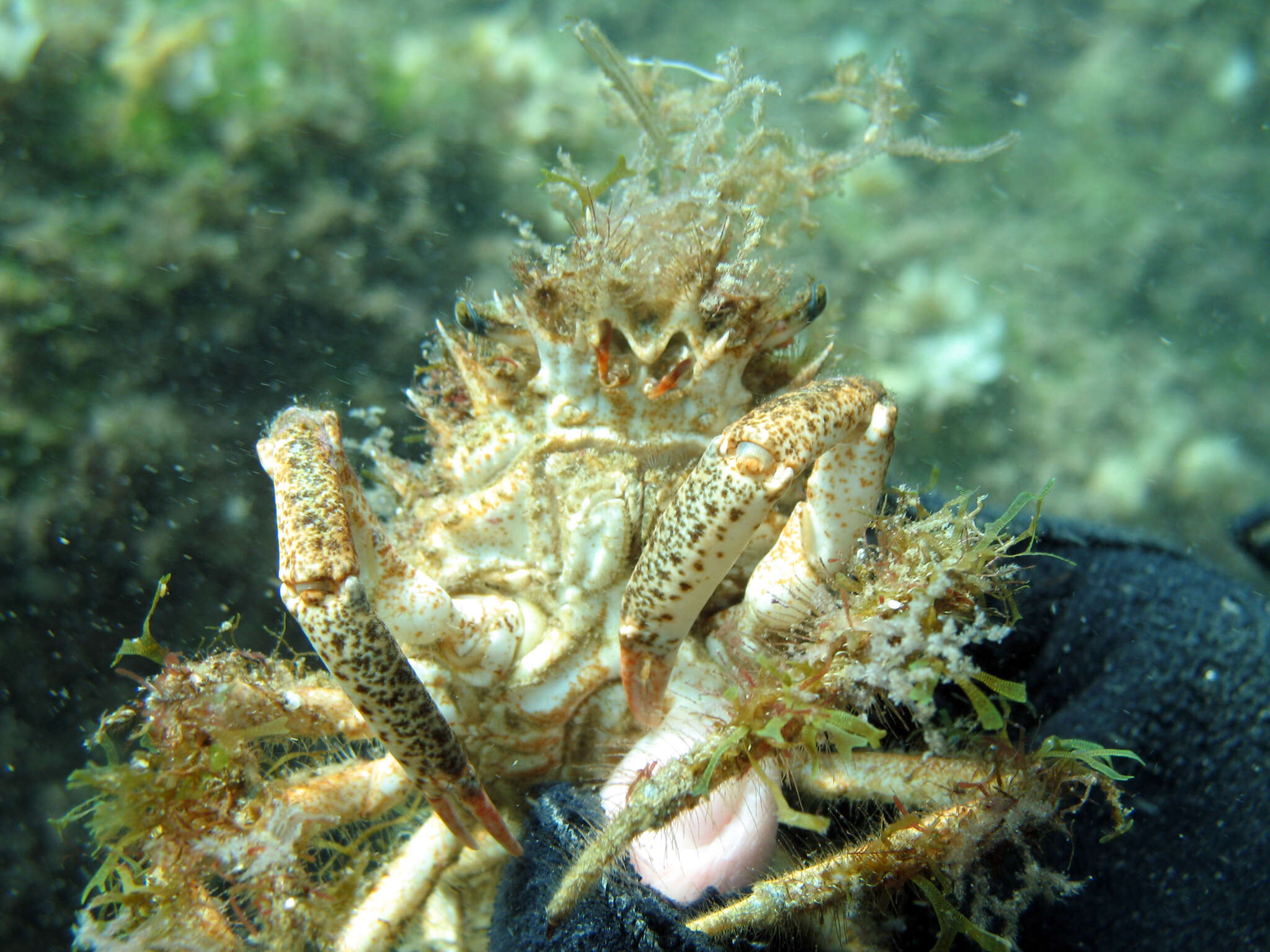 Image of lesser spider crab