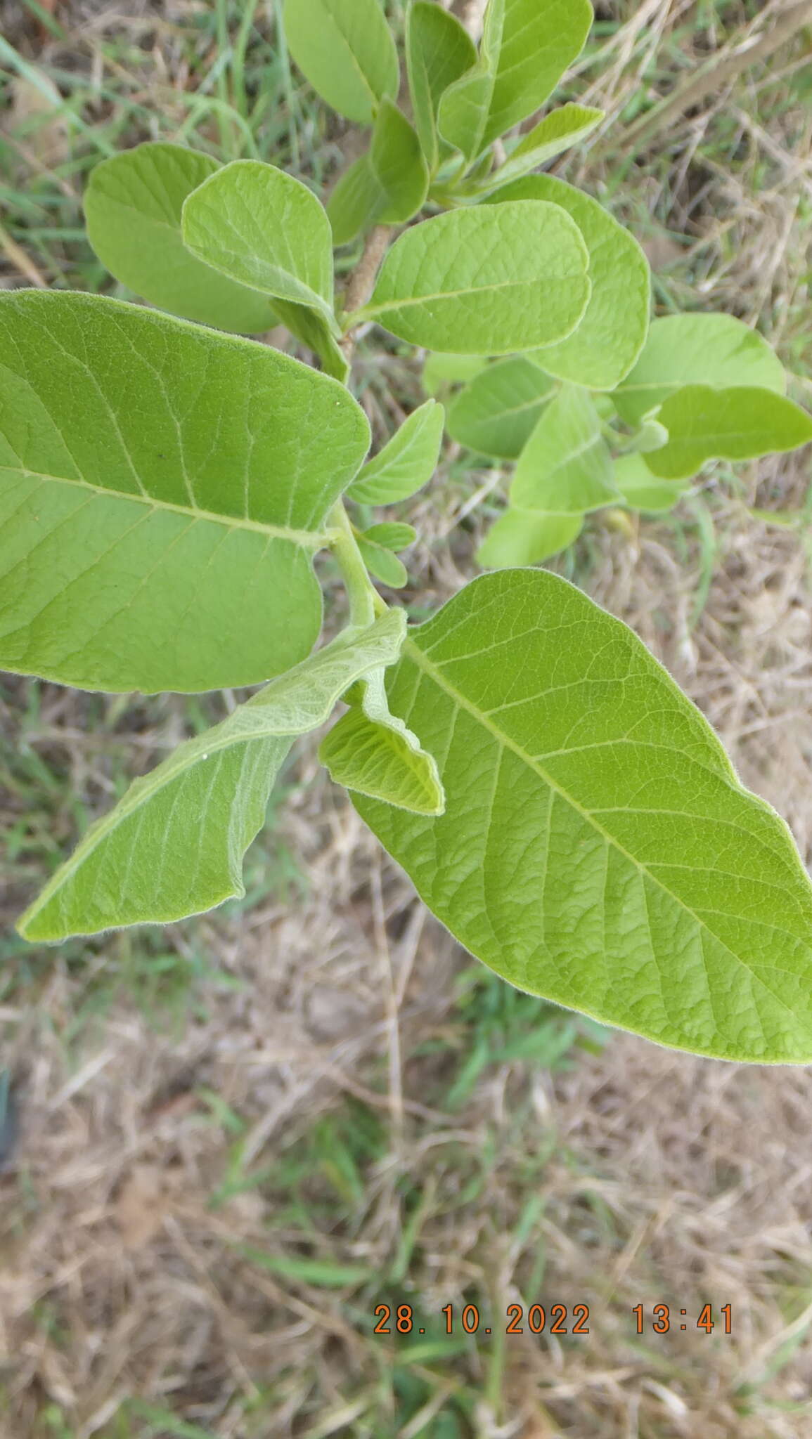 Image of Bushveld honeysuckle-tree