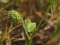 Image of Medicago murex Willd.