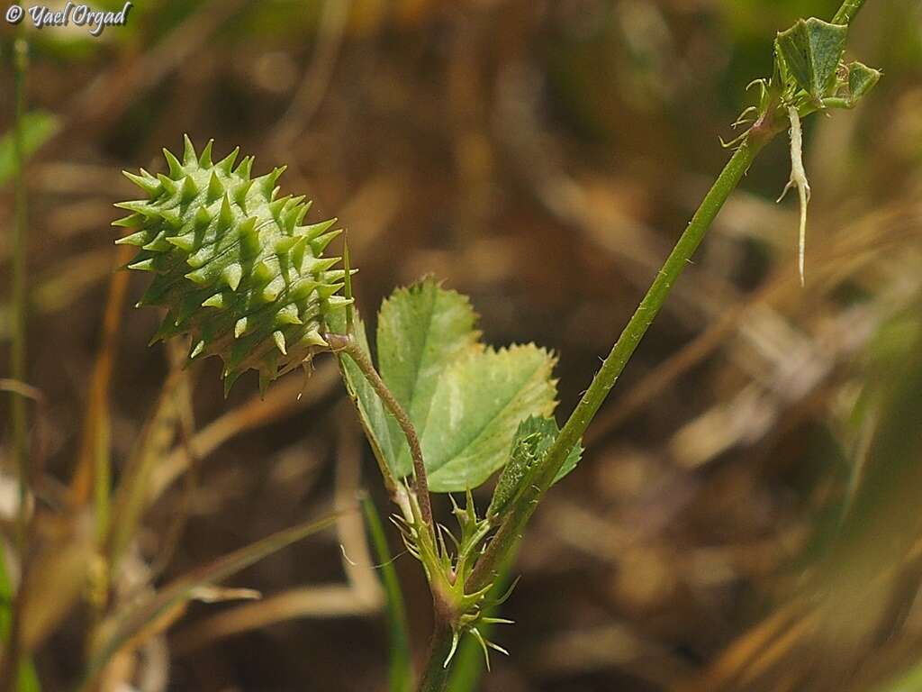 Image of Medicago murex Willd.