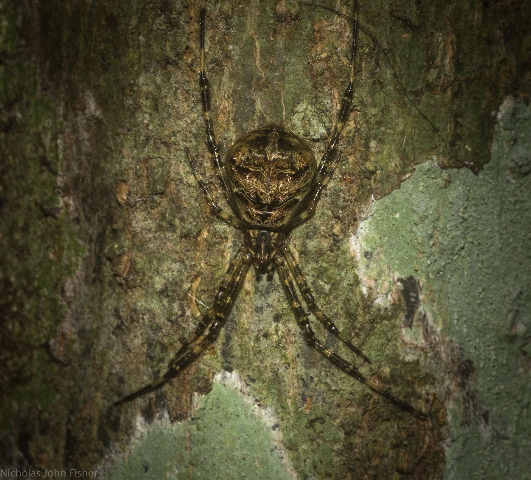 Janula bicornis (Thorell 1881) resmi