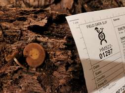 Image of Simocybe serrulata (Murrill) Singer 1962