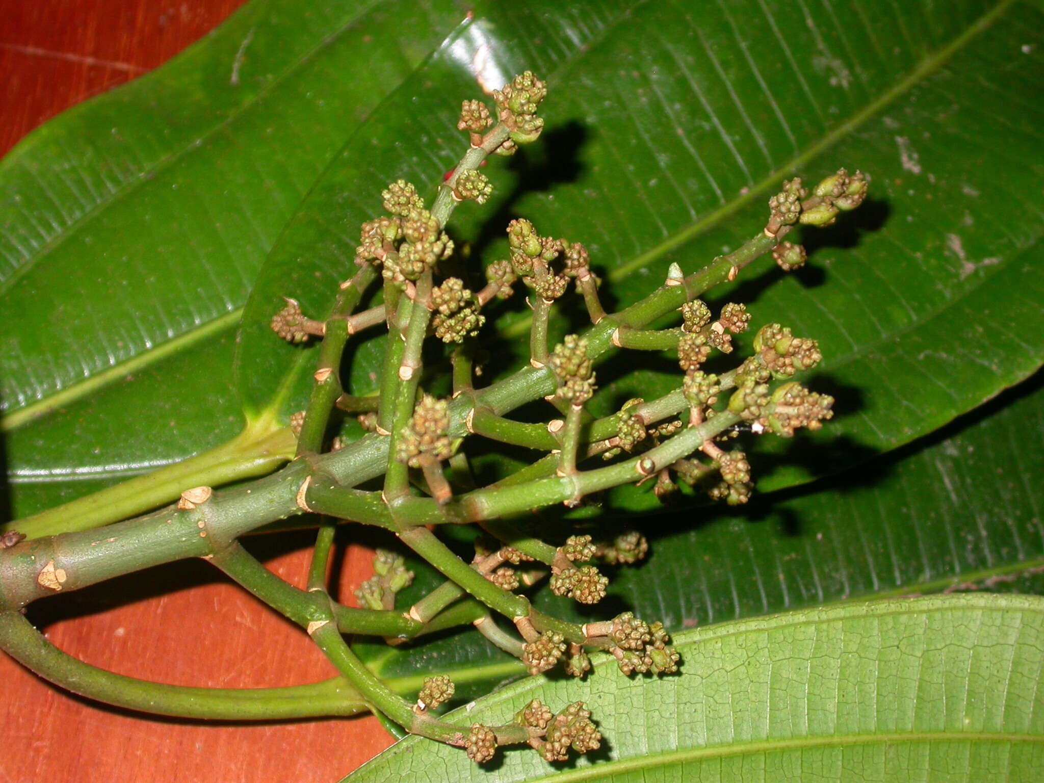 Image of Miconia commutata Almeda