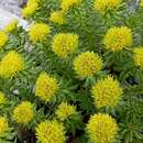 Image of Rhodiola wallichiana (Hook.) Fu