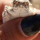 Image of Goode's Horned Lizard