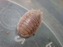 Image of Isopod