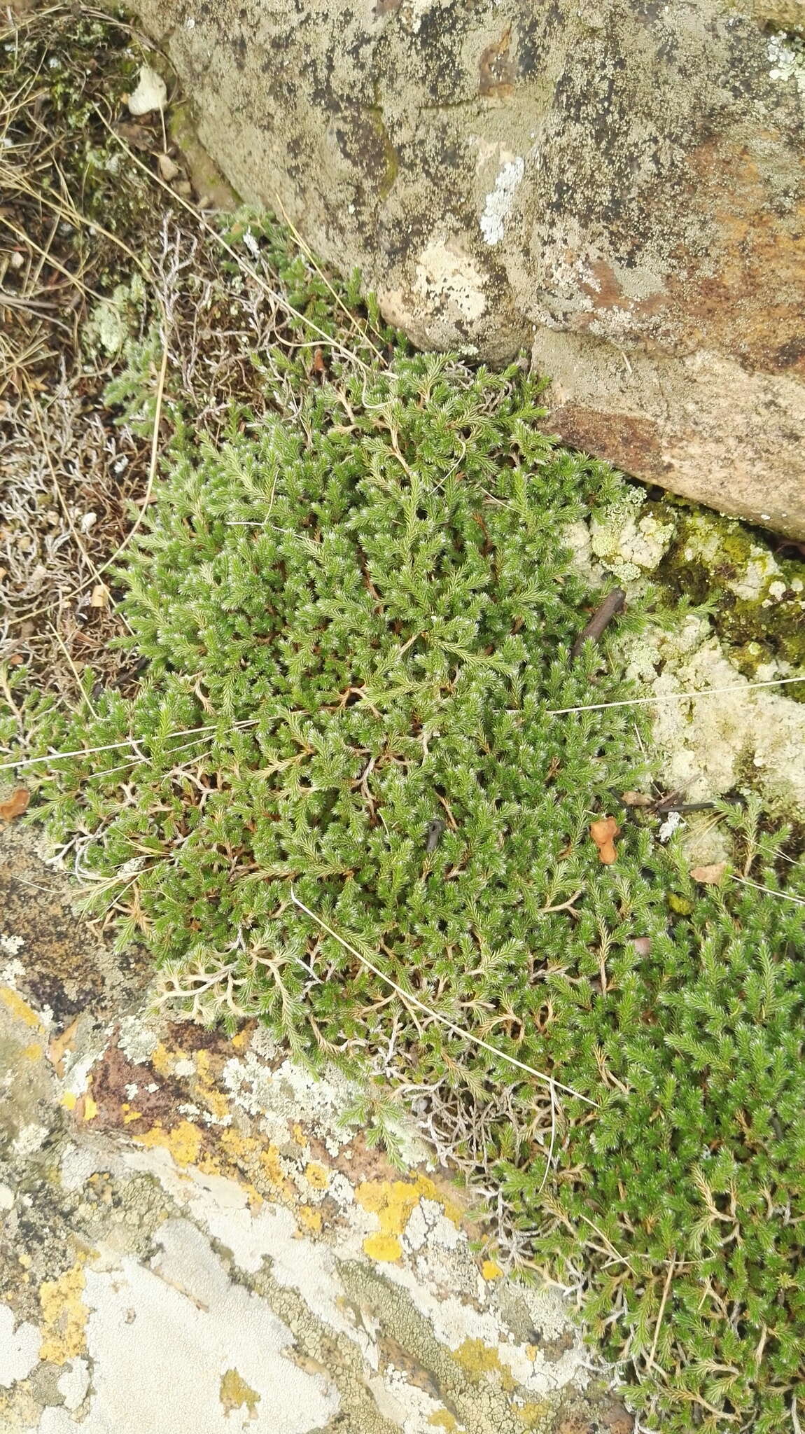 Image of Selaginella dregei (Presl) Hieron.