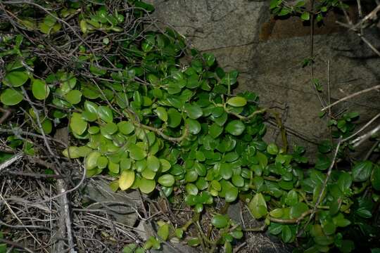 Image of Peperomia urvilleana A. Rich.