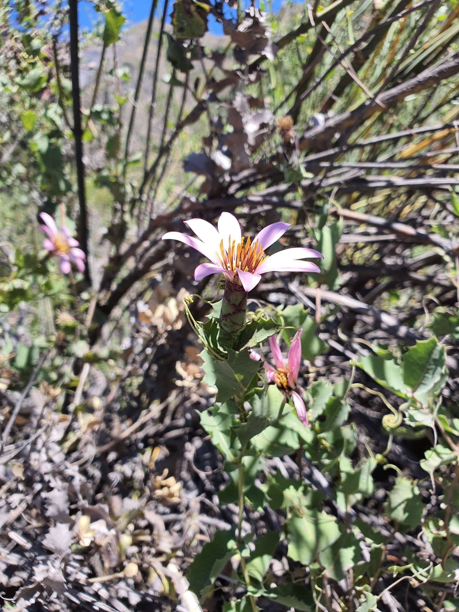 Image de Mutisia ilicifolia Cav.