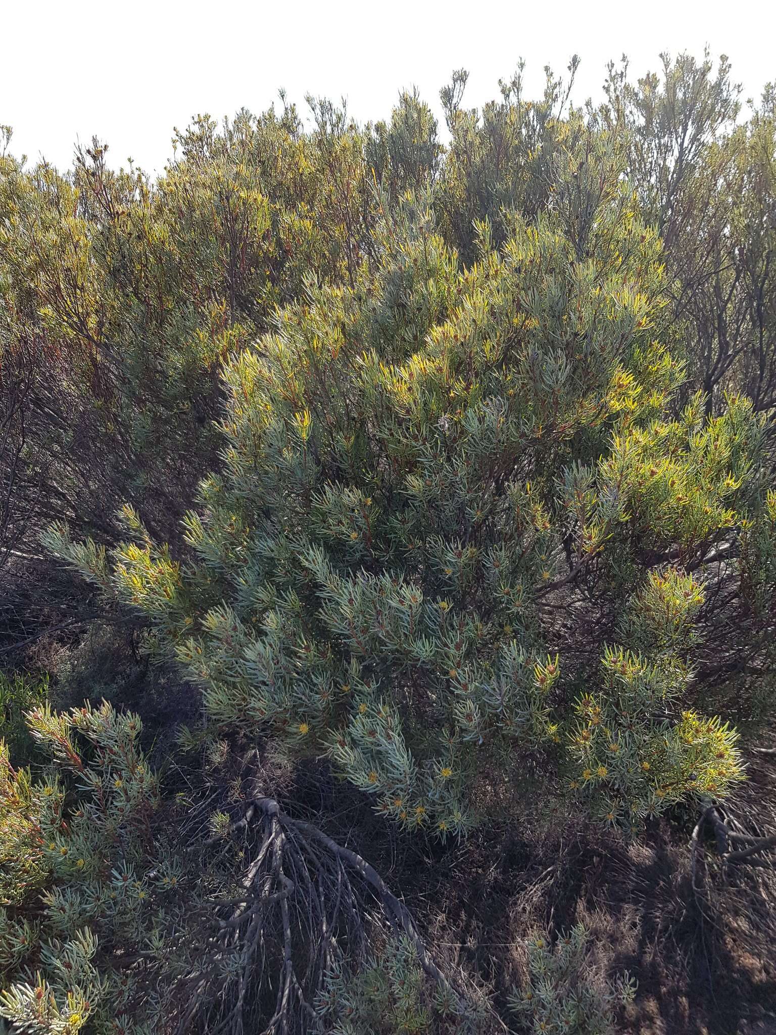 Image of Leucadendron meyerianum H. Buek ex Meissn.